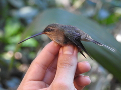 Phaethornis bourcieri