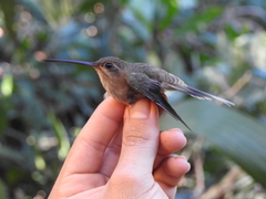 Phaethornis bourcieri