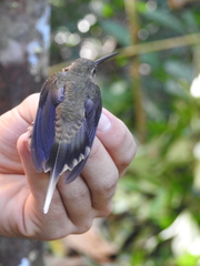 Phaethornis bourcieri