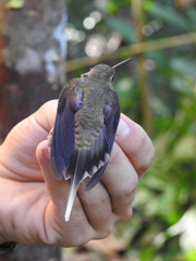 Phaethornis bourcieri