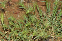 Aegilops geniculata