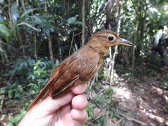 Automolus ochrolaemus