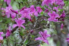 Rhododendron noriakianum