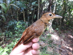 Automolus ochrolaemus