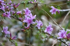 Rhododendron noriakianum