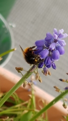 Osmia cornuta