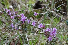 Rhododendron noriakianum