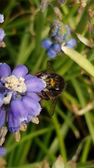 Osmia cornuta