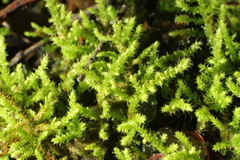 Thuidiopsis sparsa