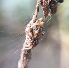 Cyclosa octotuberculata