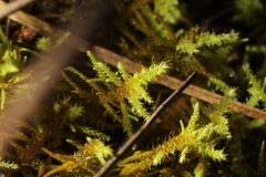Thuidiopsis sparsa