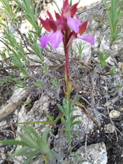 Anacamptis papilionacea papilionacea