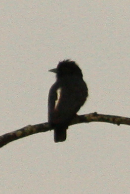 Monasa flavirostris