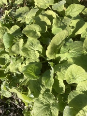 Doronicum pardalianches