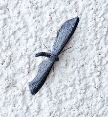 Glaucina erroraria