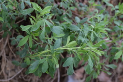 Medicago sativa sativa