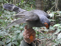 Micrastur gilvicollis