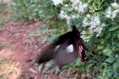 Parides neophilus