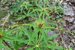 Paris polyphylla stenophylla