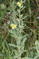 Helianthemum ledifolium