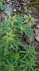 Paris polyphylla stenophylla