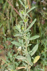 Helianthemum ledifolium