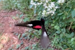 Parides neophilus