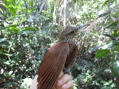 Dendrocolaptes picumnus