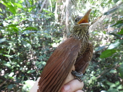 Dendrocolaptes picumnus