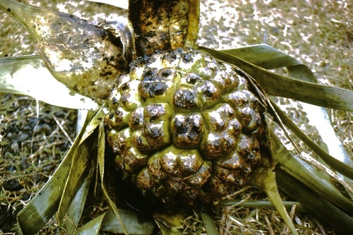 Pandanus eydouxia
