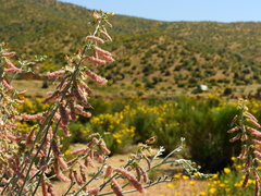 Adesmia confusa