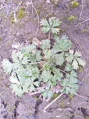 Potentilla intermedia