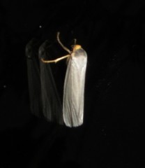 Agylla argentea