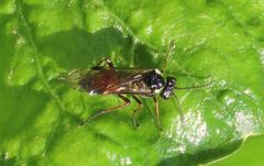 Aglaostigma aucupariae