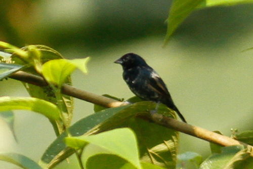 Bird Watching in Napo