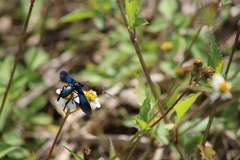 Macrocneme chrysitis