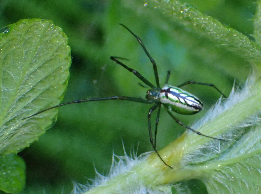Greenbanded Vlei Spider