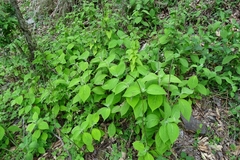 Comanthosphace formosana