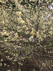 Corylopsis pauciflora