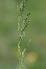Poa pratensis pratensis