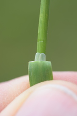Poa pratensis pratensis