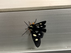 Agaristinae