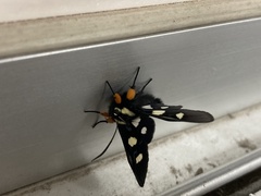 Agaristinae