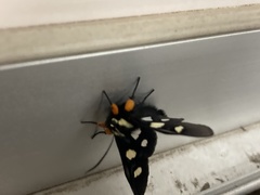 Agaristinae
