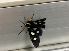 Agaristinae
