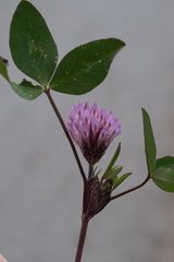 Trifolium pratense pratense