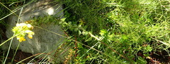 Alectra sessiliflora sessiliflora