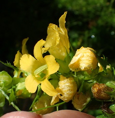 Alectra sessiliflora sessiliflora