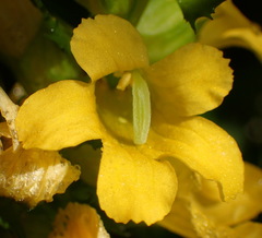 Alectra sessiliflora sessiliflora