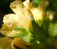 Alectra sessiliflora sessiliflora